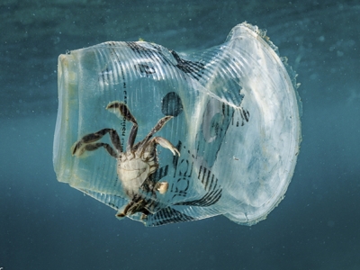 海洋塑膠污染影響有多大？